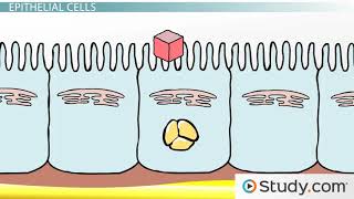 Lipids Digestion and Absorption [upl. by Aztinay]