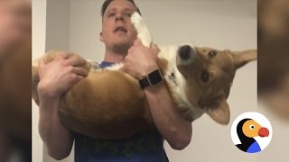 Corgi Works Out With Dad  The Dodo [upl. by Hrutkay]