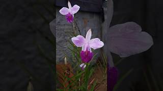 Arundina graminifolia orquídea terrícola [upl. by Arahat]