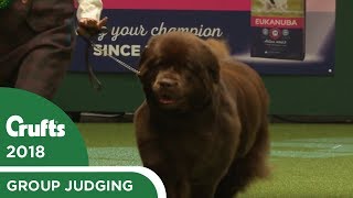 Working Group Judging  Crufts 2018 [upl. by Arnaud]