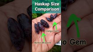 Haskap Honeyberry Harvest [upl. by Ajaj]