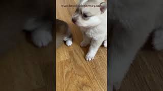 Pomsky Puppies Looking For A Perfect Home designerdogs puppy pomskybreeder [upl. by Elleirda]