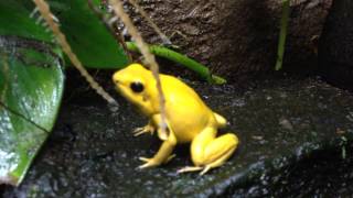 Phyllobates Terribilis Orange ruft [upl. by Notfa186]