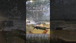 LINSANG DIKEJAR MALING🤣linsanganimalsbandungzoofunnyvideofunnyvideos animalshortanimallover [upl. by Einwahs]