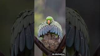 Being Mother is Not Easy  Parrot Protects her Babies From Rain 🌧️ 🌧️ 🦜 [upl. by Yzzo]