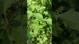 Apamarg plants chirchitagardening shorts nature vastu [upl. by Neeliak]