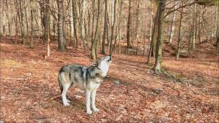 Timber Wolf Howl [upl. by Nofets]