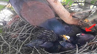 Common myna Baby Birds excrete feces and buttocks are injured [upl. by Cusack]