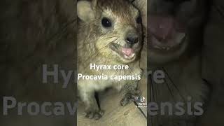 Hyrax music capibara JoaquínChileYt [upl. by Anora789]