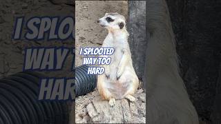 Meerkat sploots funnyanimals meerkat cuteanimals funnywildlife [upl. by Zoarah473]