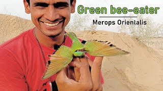 Green BeeEater Merops Orientalis [upl. by Ahsenyl]