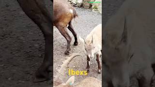 The Ibex steinbock shorts animals tiere [upl. by Burra49]