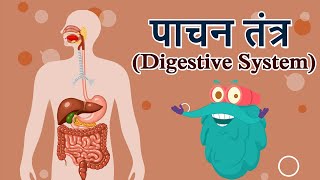 डायजेस्टिव सिस्टम  पाचन तंत्र  Digestive System In Hindi  DrBinocs Show  Best Videos For Kids [upl. by Hanfurd]