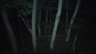 Scary Sound of Raccoons Fighting Happy Halloween [upl. by Alehc]