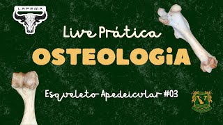 3ª Live Prática de Anatomia Descritiva I 20242 membro toracico [upl. by Arak]