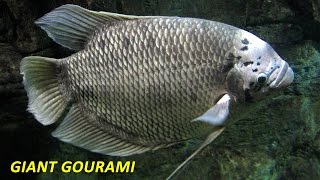 Ikan Gurame  Giant Gourami [upl. by Nyrmak703]