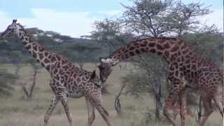 Male and female giraffe in the Serengeti Tanzania [upl. by Dnalloh]