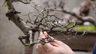 Como estimular a divisão dos galhos para formar as copas do Bonsai [upl. by Nahtnaoj122]