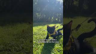 Harness training my kitten catharness adventurecat tuxedocat kitten en [upl. by Akli]