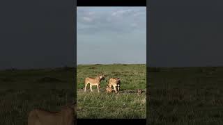 Legends of the Animal Kingdom trending funnylion lion reelsshortvideo shorts wildlifememes [upl. by Neelhtak217]