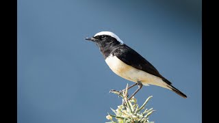 Birding in Cyprus 1215424 [upl. by Mulvihill365]