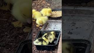 3 day old ducklings 💛 cutest ducklings babies [upl. by Trik]