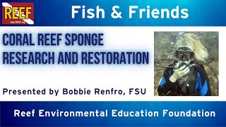 REEF Fish amp Friends  quotCoral Reef Sponge Research and Restorationquot [upl. by Etnauq]