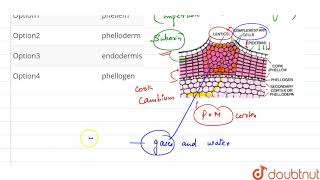 complementary cells of lenticels are [upl. by Arondell144]