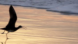 Sound of Whimbrel [upl. by Veejar]