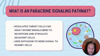 14 Paracrine Signaling Pathway [upl. by Yrevi]