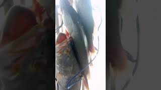 INFO JEKPOT PANCANGAN KARAWANGSPOT MANCING TERBAIK [upl. by Kandy357]