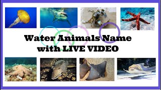 20 Water Animals Name with LIVE EXAMPLES  Aquatic Animals Name in English  Water Animals [upl. by Alfreda828]