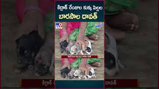 iSmart News  కిర్రాక్ రేంజుల కుక్క పిల్లల బారసాల దావత్  Barasala Dawat to Dog Puppies  TV9 [upl. by Adianez]