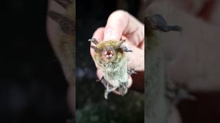 Muestreo de murciélagos con captura  Pipistrellus pipistrellus Myotis daubentonii e Hypsugo savii [upl. by Beare]