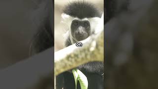 Angolan Colobus Monkey [upl. by Thebazile]