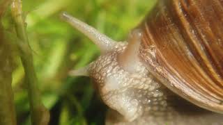 Helix Pomatia die liebe Weinbergschnecke schnecke weinbergschnecke [upl. by Teerpnam]