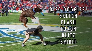 ★ AWESOME DISC DOGS ★  The Best of The Sky High Flying Canines [upl. by Enom924]