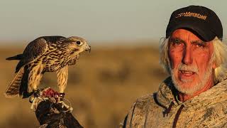 The tiercel gyrperegrine Produced by Steve Chindgren [upl. by Born]