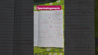 spermatogenesis process in simple way for class 12viralvedio reproduction in human youtube [upl. by Anyale]