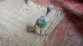 Indian ringneck parrot free flying training first step [upl. by Loresz581]