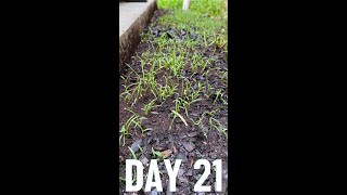 Scotts EZ Seed Day 21  Centipede Grass [upl. by Dorison]