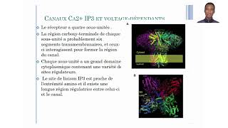 Cours de Transduction du Signal Cellulaire  Signalisation Calcique [upl. by Yetta301]