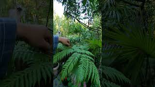 Australian Tree Ferns love cooler conditions palmtree [upl. by Neit974]