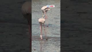 Greater Flamingo  phoenicopterus roseus birdwatching [upl. by Llertnor]