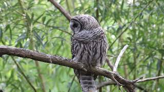 Barred Owls 24 [upl. by Weisbrodt]