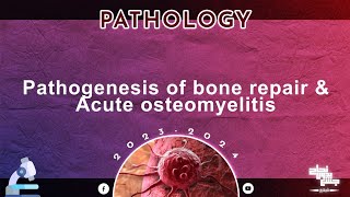 L12 Pathogenesis of bone repair and acute osteomyelitis Pathology [upl. by Nerej]