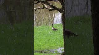 Canadian Goose Call  Honk [upl. by Base]