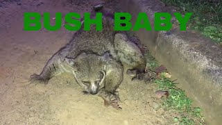 Finding a Bush Baby In The Wild [upl. by Milde]