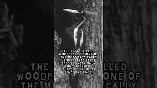 Ivory Billed Woodpecker Fact [upl. by Chamberlin]