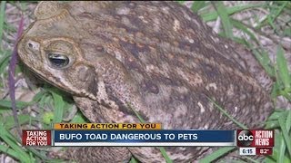 Bufo toad dangerous to pets [upl. by Htiduj810]